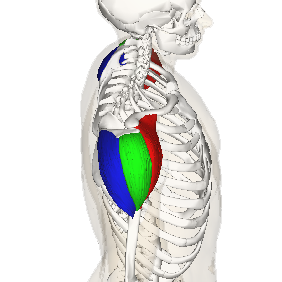 File:Deltoid muscle top10.png