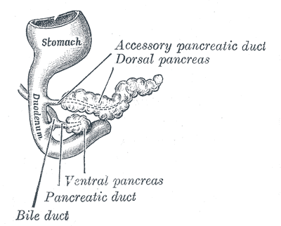 Pancreas of a human embryo of five weeks.