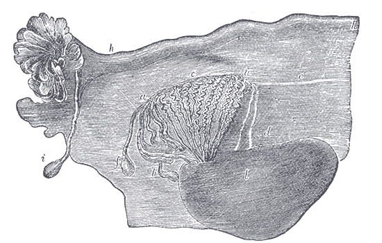 Broad ligament of adult, showing epoöphoron.