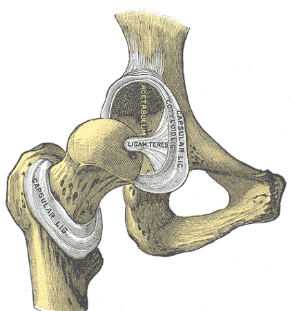 Hip-joint, front view.