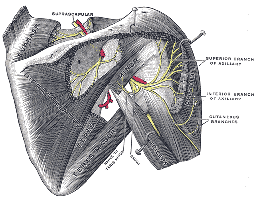Suprascapular and axillary nerves of right side, seen from behind.