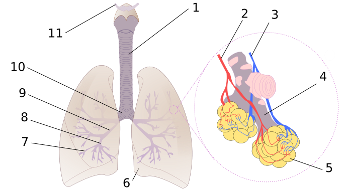 Bronchi, bronchial tree, and lungs