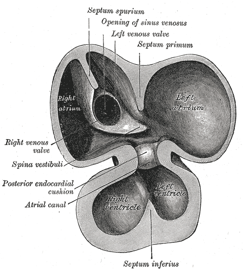 Interior of dorsal half of heart from a human embryo of about thirty days. (Ostium primum visible below septum primum, but not labeled