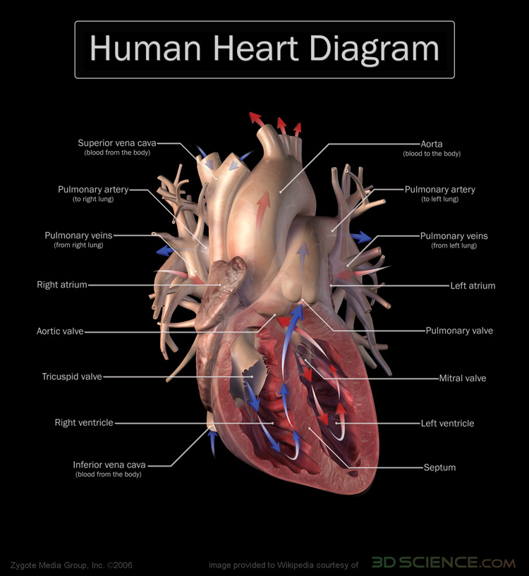 Anterior (frontal) view of the opened heart. Arrows indicate normal blood flow. Image provided courtesy of www.3dscience.com.