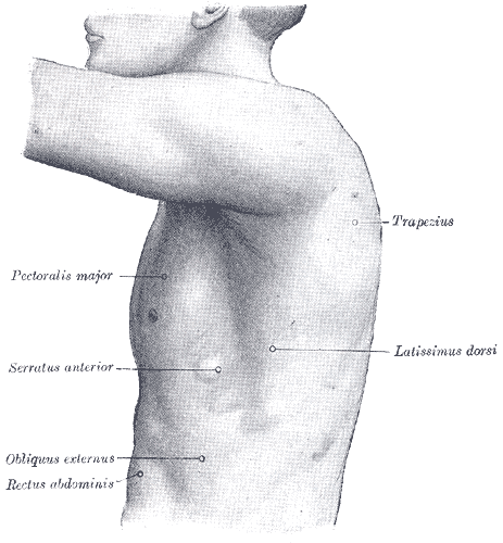 The left side of the thorax.