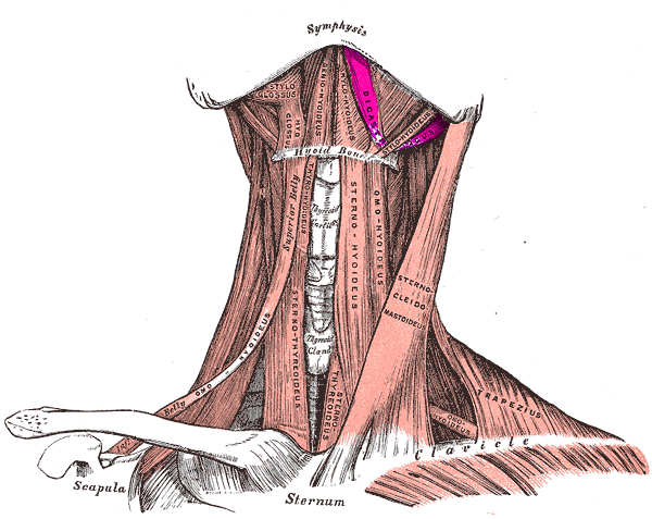 Anterior view of digastric muscle
