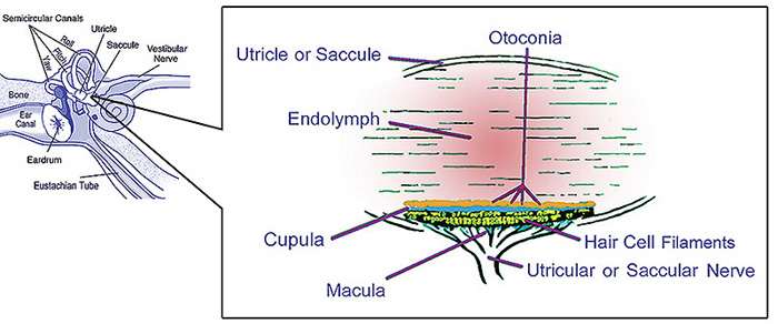 Illustration of otolith organs