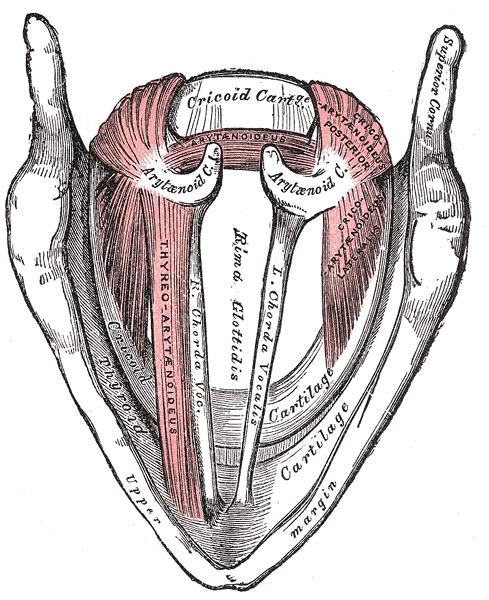 Muscles of the larynx, seen from above.