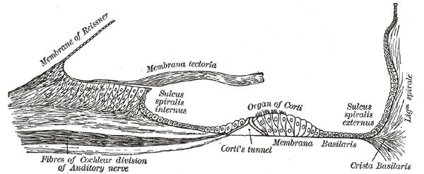 Floor of ductus cochlearis.