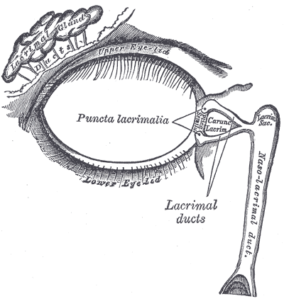 The lacrimal apparatus. Right side.