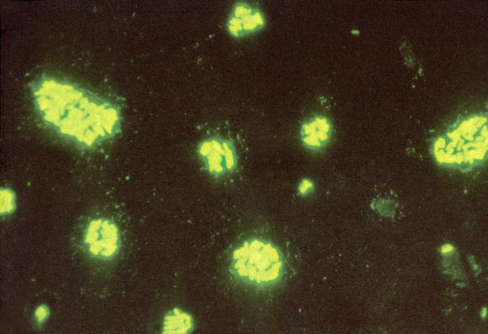 Salmonella bacteria in tetrathionate enrichment broth stained using direct FA staining technique. From Public Health Image Library (PHIL). [15]