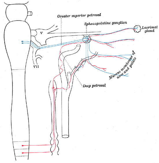 Sympathetic connections of the sphenopalatine and superior cervical ganglia.