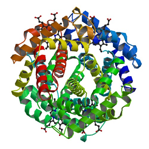 File:PBB Protein HBA1 image.jpg