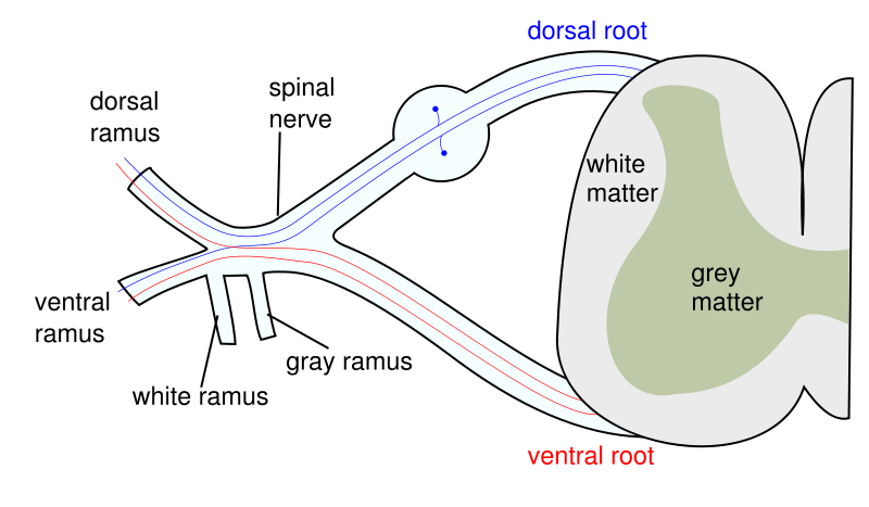 The formation of the spinal nerve from the dorsal and ventral roots.