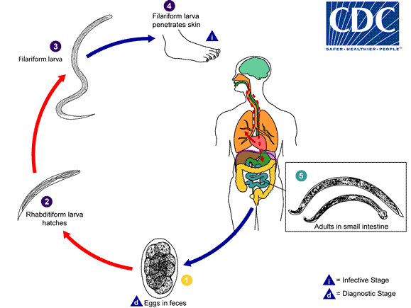 Life cycles of Ancylostoma braziliense Adapted from CDC