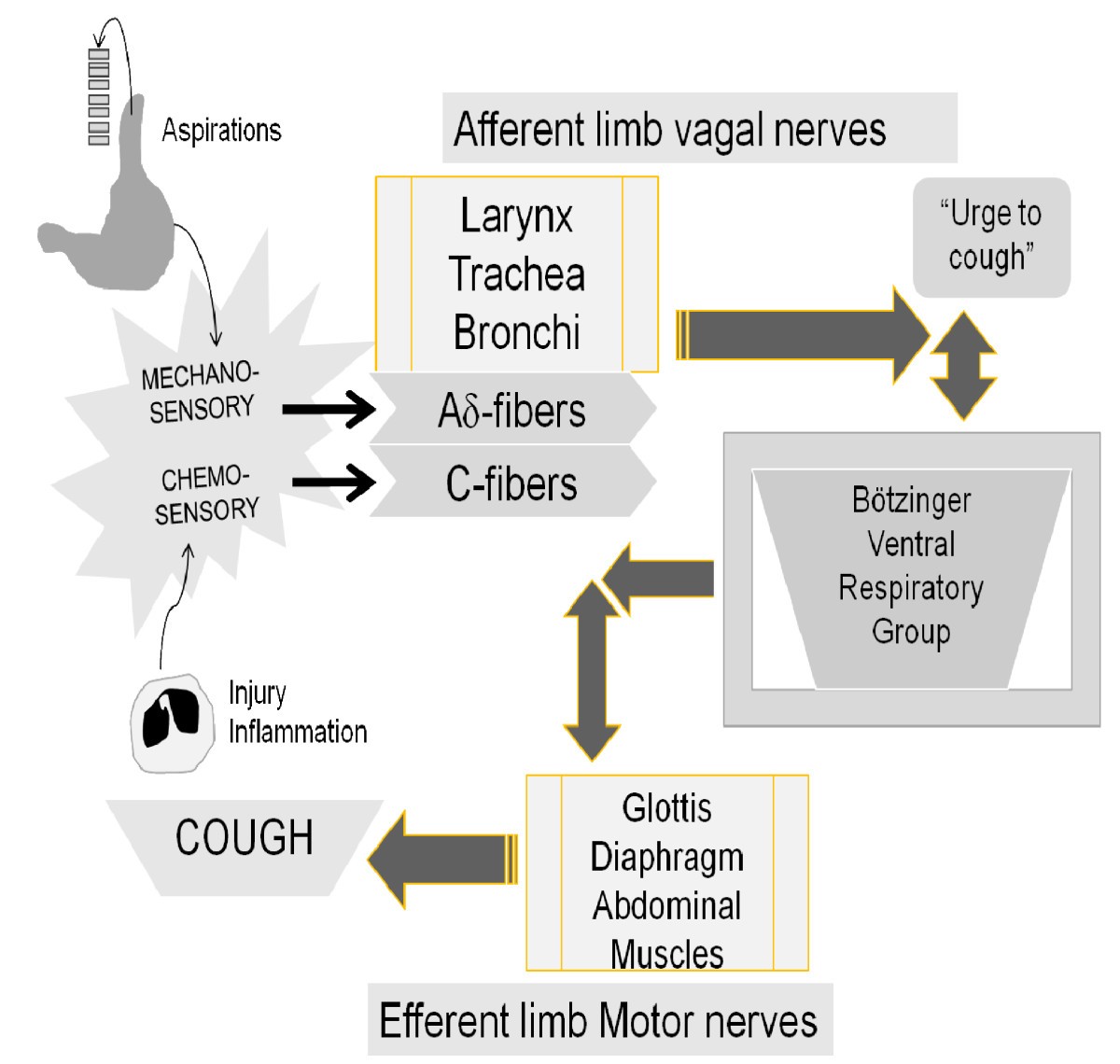 File:Types of Cough Reflex.jpg