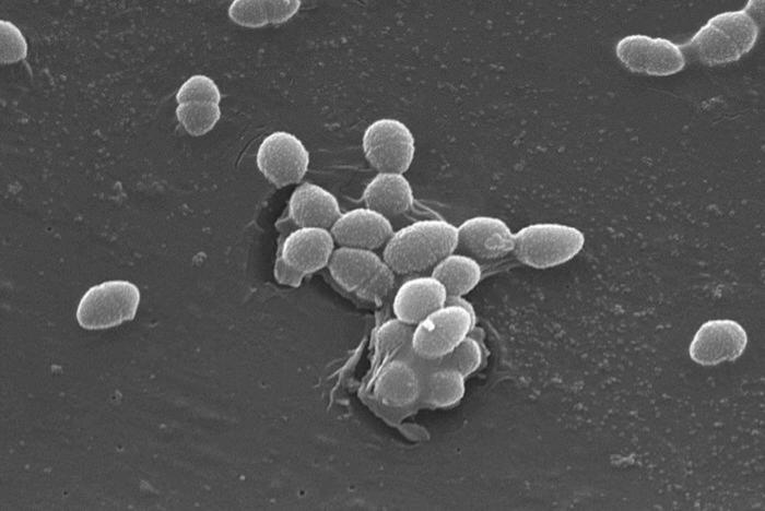 SEM depicts a small group of Gram-positive Enterococcus faecalis bacteria. From Public Health Image Library (PHIL). [1]