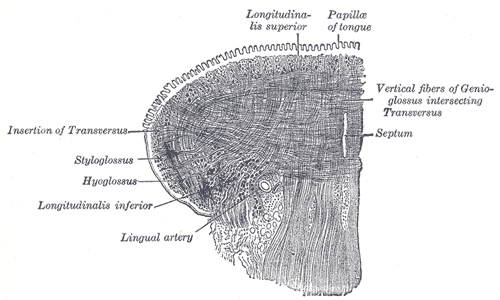 Coronal section of tongue, showing intrinsic muscles.