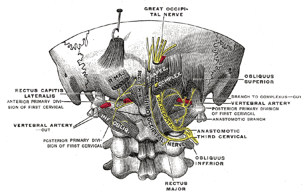 Posterior primary divisions of the upper three cervical nerves.