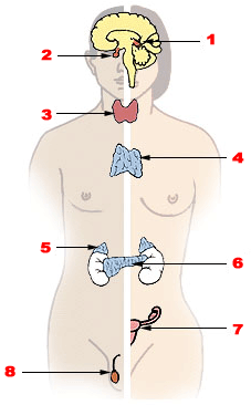 Endocrine system (thymus is #4)