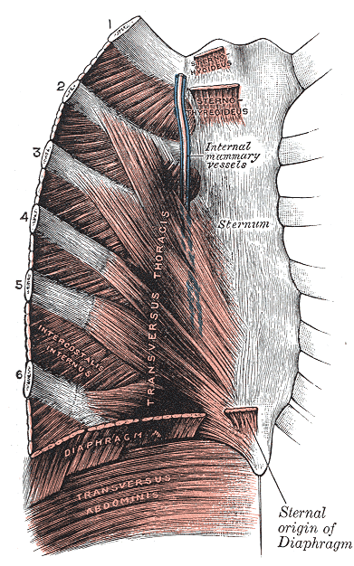 Posterior surface of sternum and costal cartilages, showing Transversus thoracis.