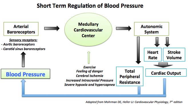 Short term regulation of blood pressure mainly involves the arterial barorecptor control