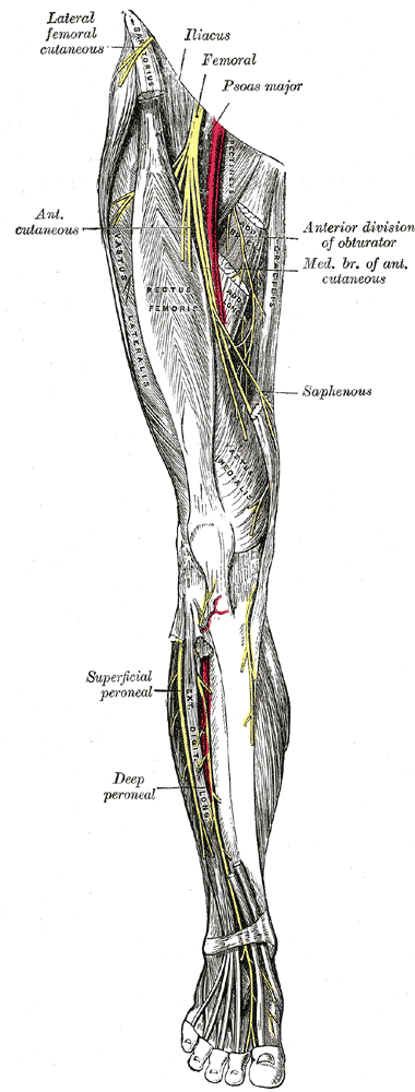 Nerves of the right lower extremity. Front view.