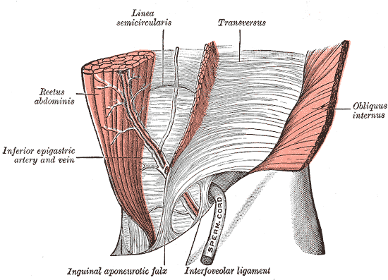 The interfoveolar ligament, seen from in front.