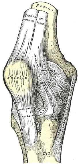 Right knee-joint. Anterior view.