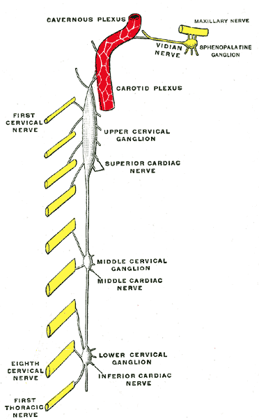 Diagram of the cervical sympathetic.