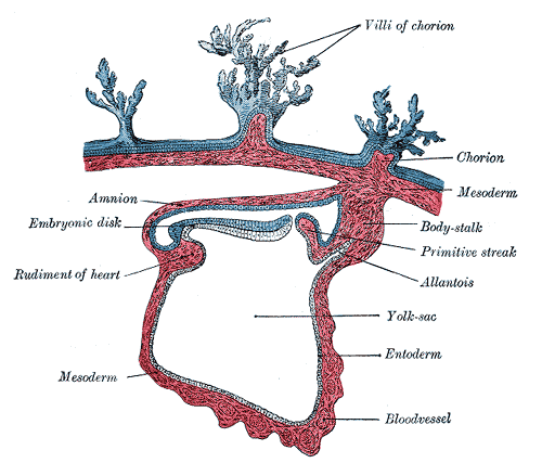 Section through the embryo.