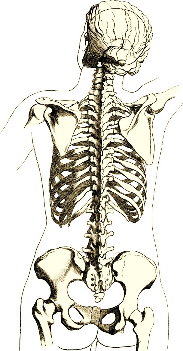 Drawing of the reverse of a female skeleton giving an impression of the location relative to surface markings