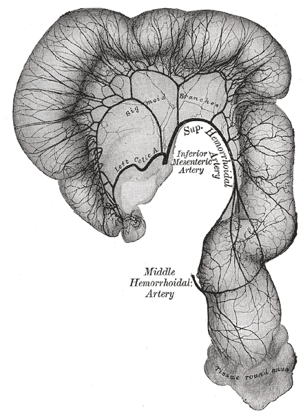 Sigmoid colon and rectum, showing distribution of branches of inferior mesenteric artery and their anastomoses.