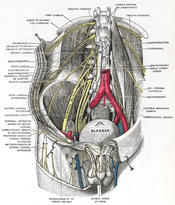 Deep and superficial dissection of the lumbar plexus.