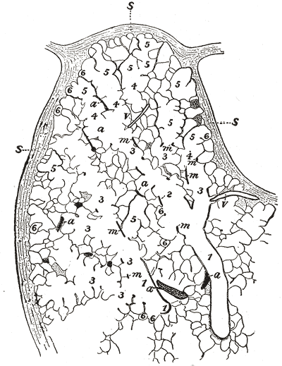 Part of a secondary lobule from the depth of a human lung, showing parts of several primary lobules. 1, bronchiole; 2, respiratory bronchiole; 3, alveolar duct; 4, atria; 5, alveolar sac; 6, alveolus or air cell: m, smooth muscle; a, branch pulmonary artery; v, branch pulmonary vein; s, septum between secondary lobules.