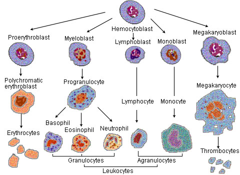 CFU-Me (pluripotential hemopoietic stem cell or hemocytoblast) -> megakaryoblast -> promegakaryocyte -> megakaryocyte.[5]