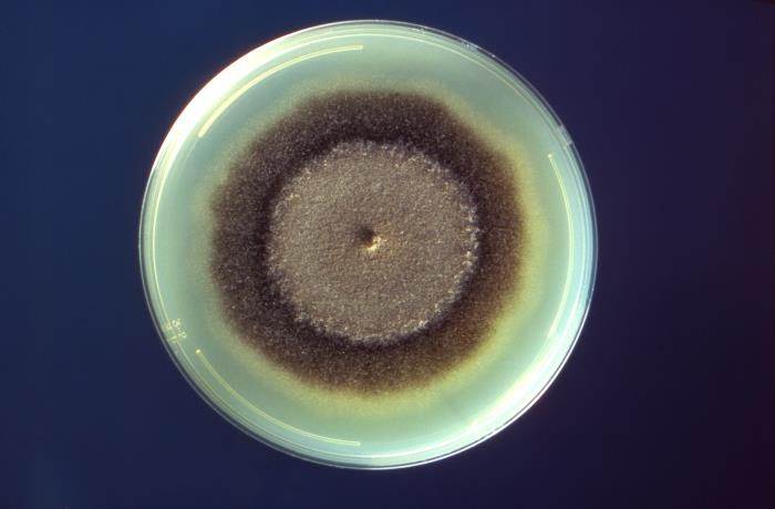 Petri dish culture plate inoculated with a culture of the fungal organism, Exserohilum rostratum, extracted from a foot lesion of a phaeohyphomycosis patient. From Public Health Image Library (PHIL). [2]