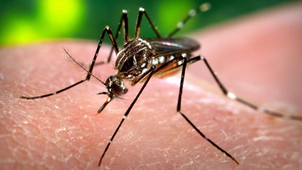 File:Zika virus.jpg