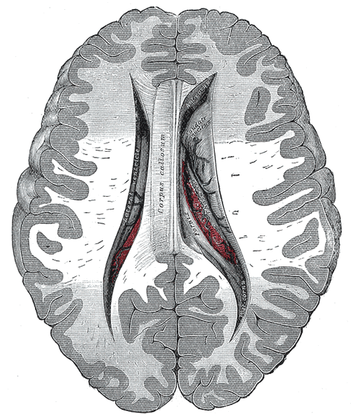 Central part and anterior and posterior cornua of lateral ventricles exposed from above.