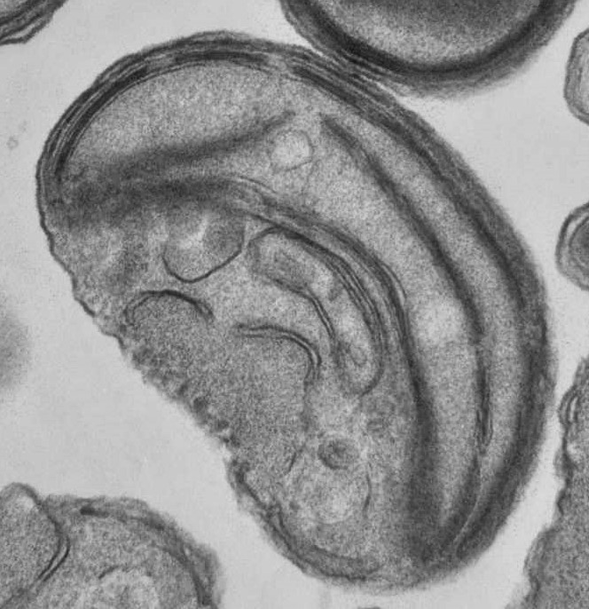 Ostreococcus is the smallest known free living eukaryote with an average size of 0.8 µm.