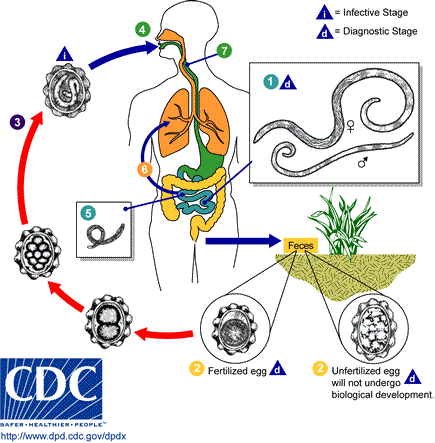 The Life Cycle of Ascaris lumbricoides
