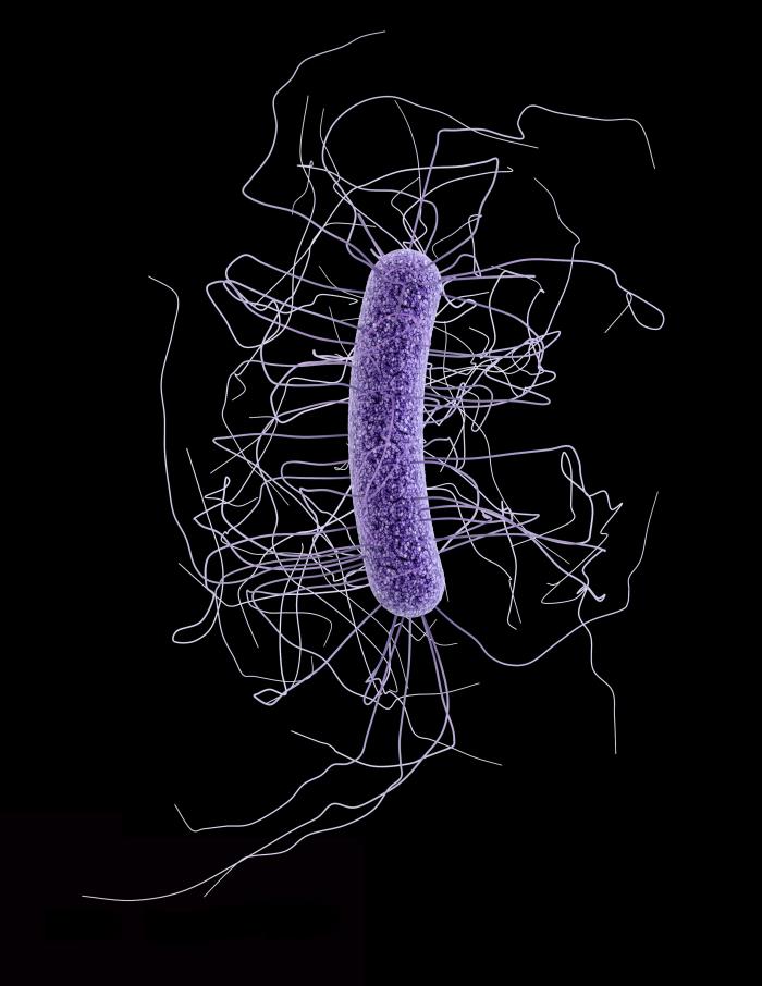 Illustration depicts the ultrastructural morphology exhibited by a single Gram-positive Clostridium difficile bacillus. From Public Health Image Library (PHIL). [1]