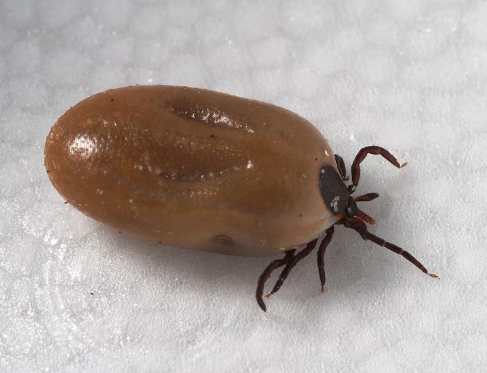 Lateral view of female deer tick, Ixodes scapularis, with its abdomen engorged with a host blood meal.From Public Health Image Library (PHIL). [14]
