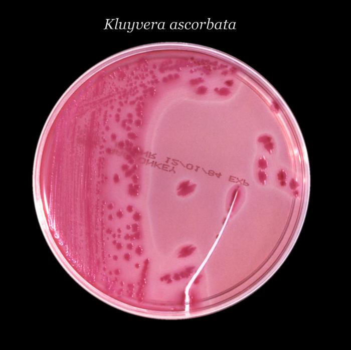 File:Enterobacteria45.jpeg