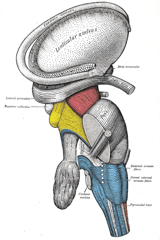 Dissection of brain-stem. Lateral view.