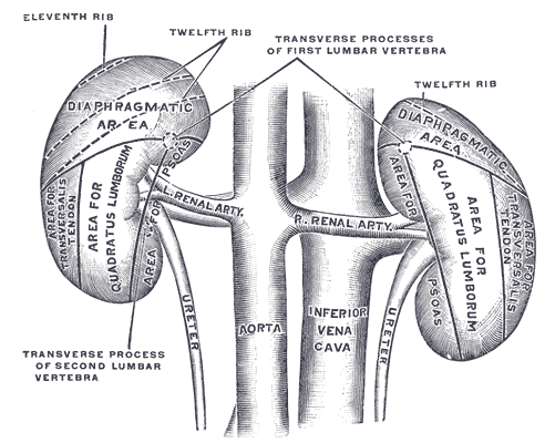 The posterior surfaces of the kidneys, showing areas of relation to the parietes.