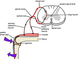 The mechanism of the reflex arc