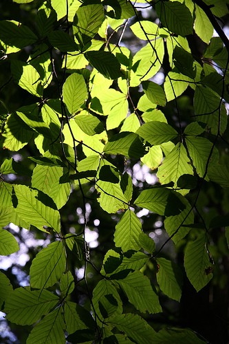 Chlorophyll gives leaves their green color and absorbs light that is used in photosynthesis.