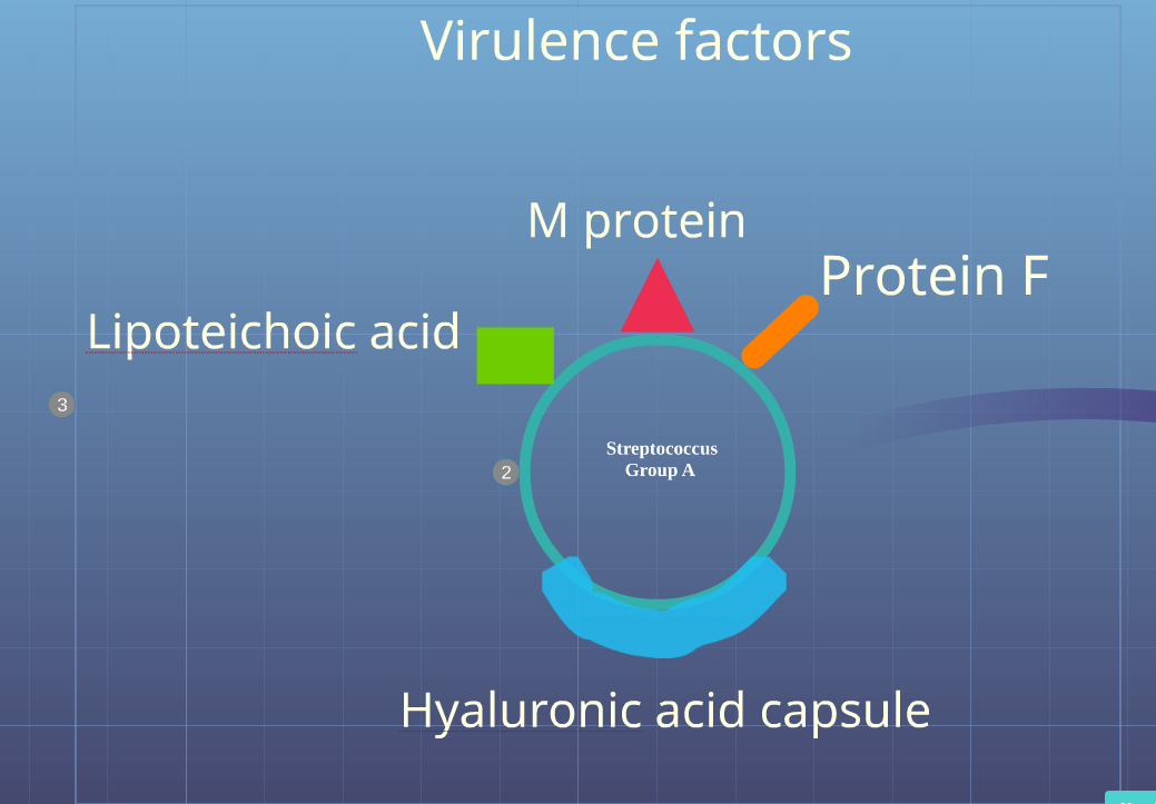 Virulence Factors of Group A Streptococcus