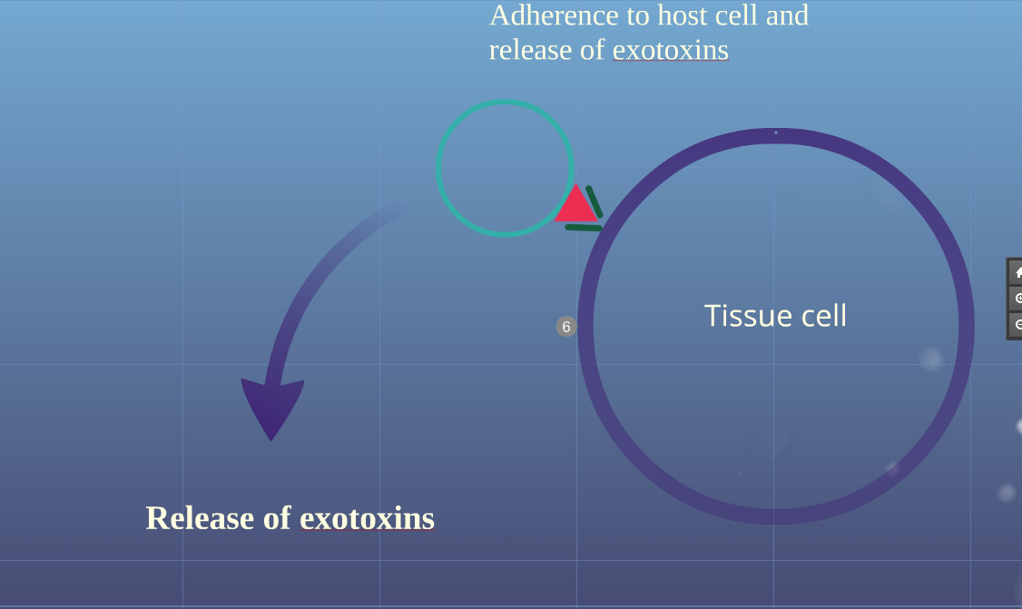 Adherance to host cell and release of exotoxins